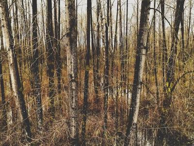 photo of bare trees in a forest