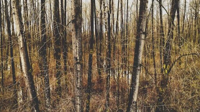 photo of bare trees in a forest