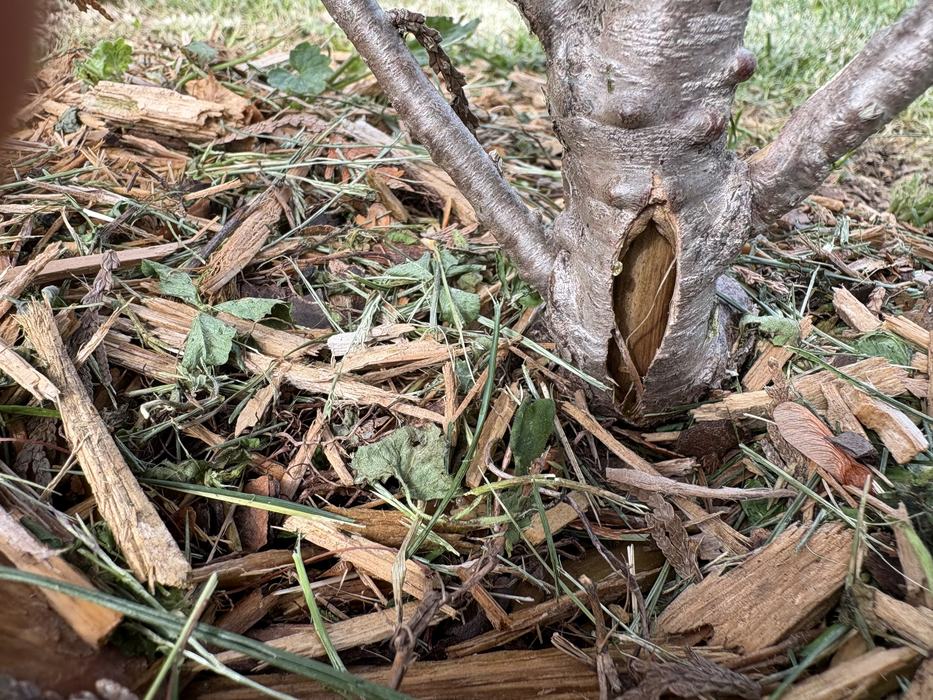 arborvitae with cracked bark