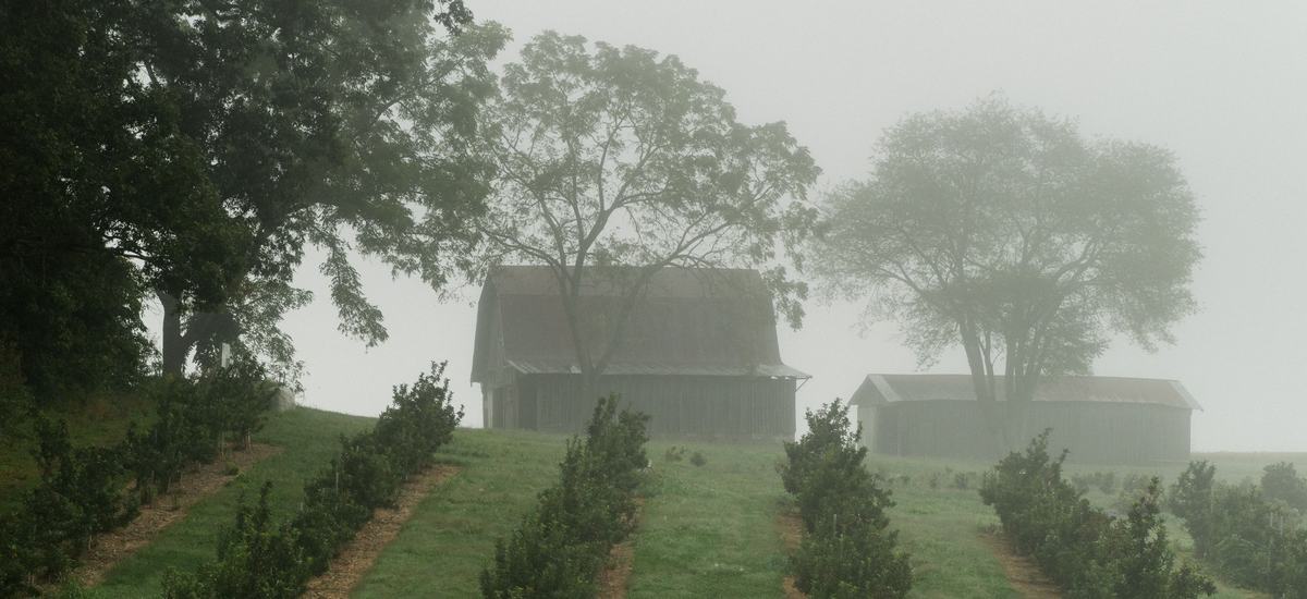 Barn and orchard in fog