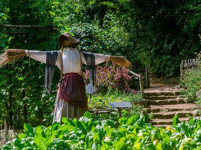 scarecrow in the summer vegetable garden