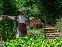 scarecrow in the summer vegetable garden
