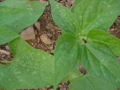 Fleahopper feeding damage on beans