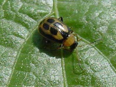 Bean leaf beetle