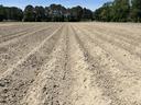 Field with raised beds