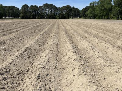 Field with raised beds
