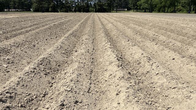 Field with raised beds