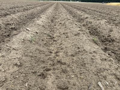 seedbeds ready for planting in early May