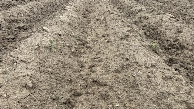 seedbeds ready for planting in early May