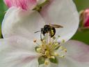 Native bee on apple flower