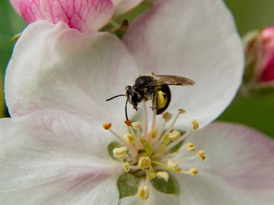Native bee on apple flower