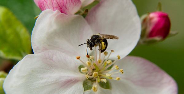 Native bee on apple flower