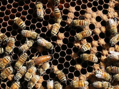 Honey bee queen laying eggs while surrounded by worker bees