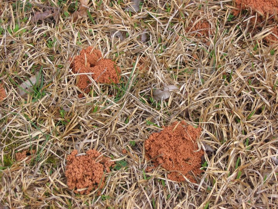 ground nesting bee hills