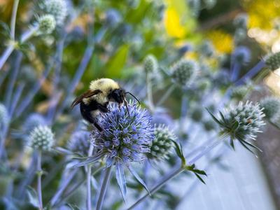 Bumble bee on Blue Sea Holly