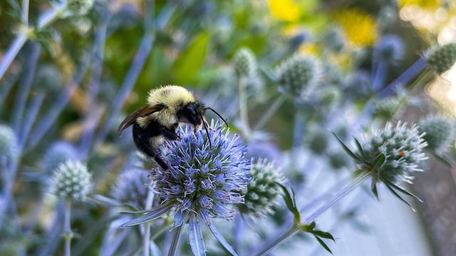 Bumble bee on Blue Sea Holly