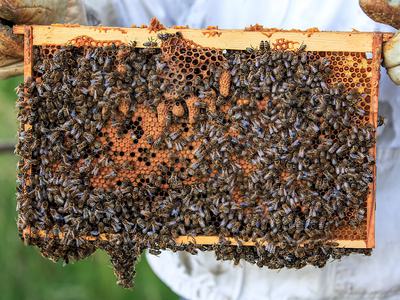 bee keeper with bees
