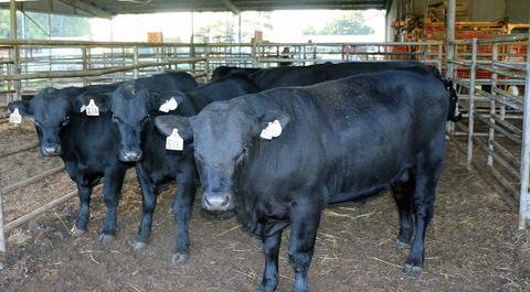 beef cattle