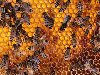 Honey bees on frame where nectar is being stored.