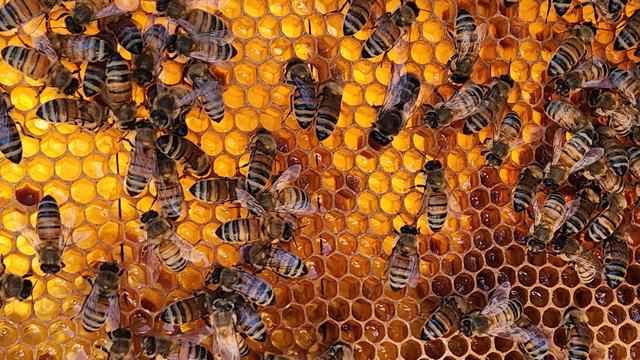 Honey bees on frame where nectar is being stored.