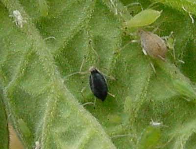 aphid parasitized by an Aphelind wasp; Aphelinidae typically form black mummies