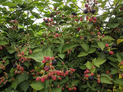 ripening blackberries