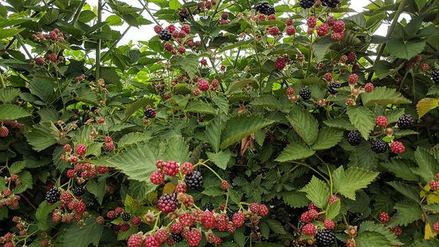 ripening blackberries