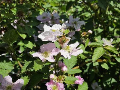 a plant in the field showing a clump of white and pink blackberry flowers