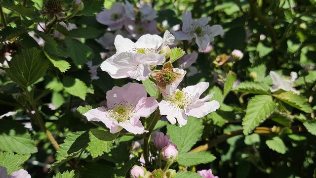 a plant in the field showing a clump of white and pink blackberry flowers