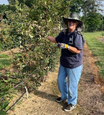 A women harvests blackberries from trellised vines.