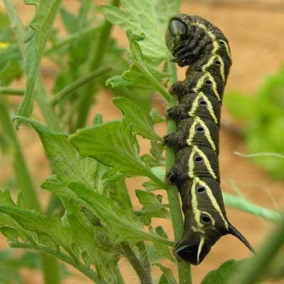 black tomato hornworm