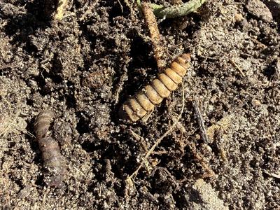black soldier fly larvae