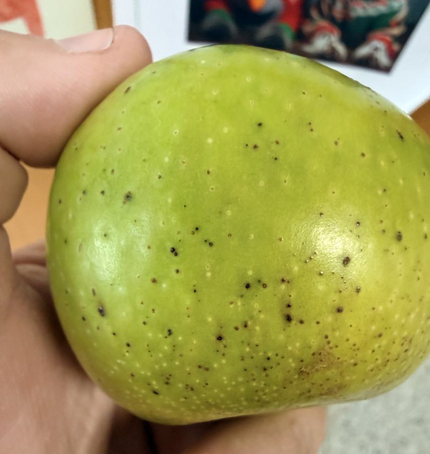 Symptoms of blister spot on apple fruit