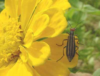 Striped blister beetle on zinnia