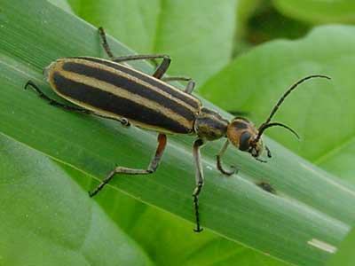 Striped blister beetle