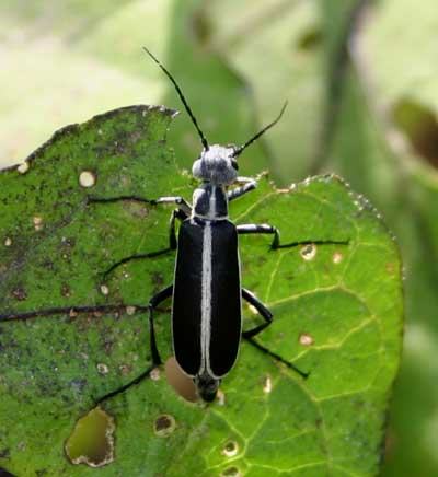 Margined blister beetle on eggplant