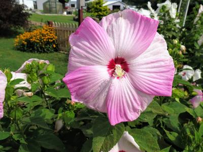 Flower Blooming in a garden