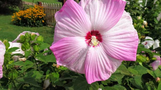 Flower Blooming in a garden
