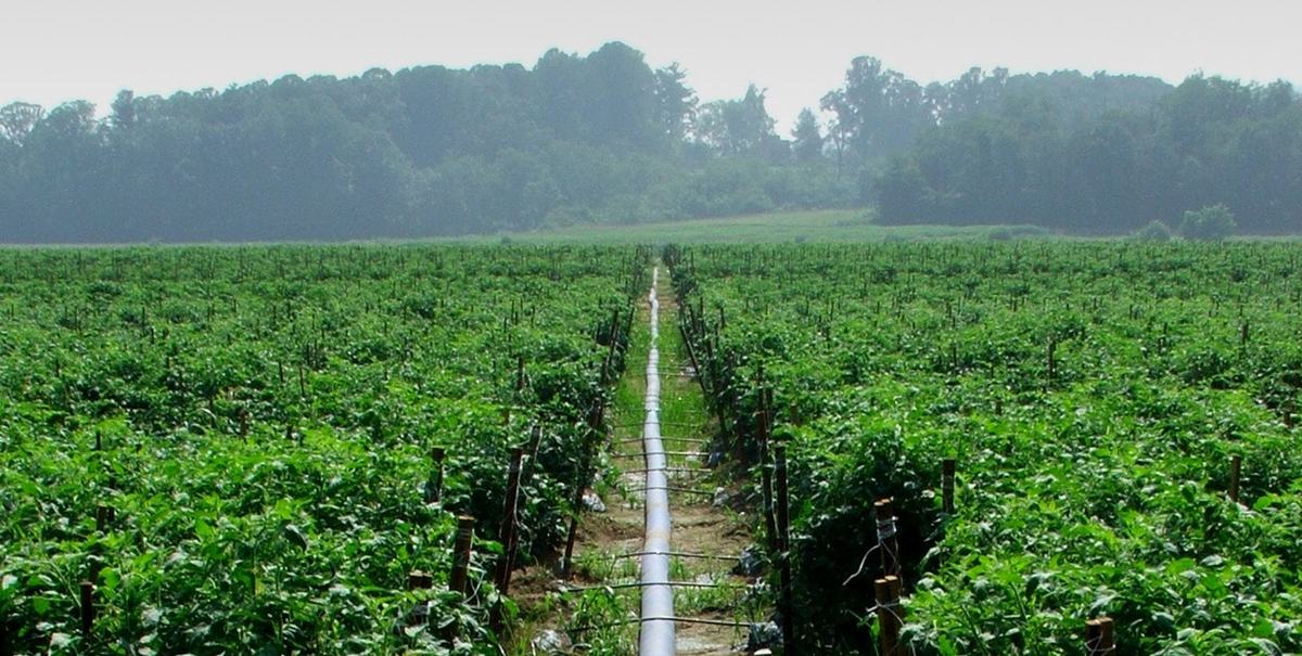 Benefits of Applying Insecticides with Drip Chemigation - Entomology