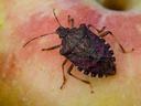 Brown marmorated stink bug on apple