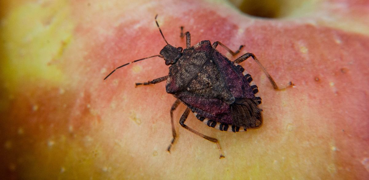 Brown marmorated stink bug on apple