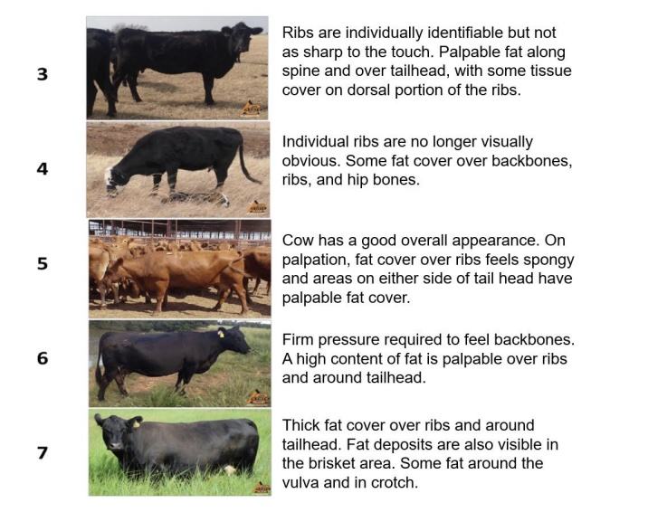 Body Condition Score Chart from Beef Improvement Federation.