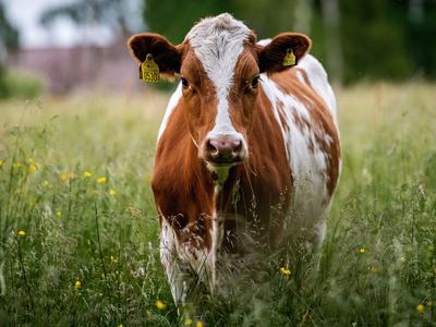 A brown and white cow with yellow ear tags standing in a grassy field looking directly at the camera.