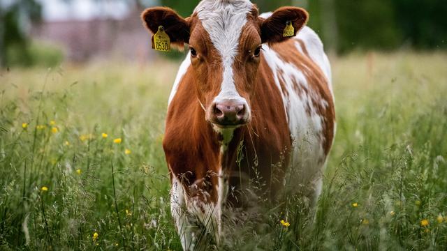 A brown and white cow with yellow ear tags standing in a grassy field looking directly at the camera.