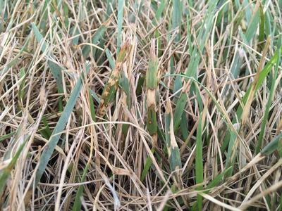 Tan lesions on tall fescue leaves due to brown patch.