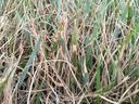 Tan lesions on tall fescue leaves due to brown patch.