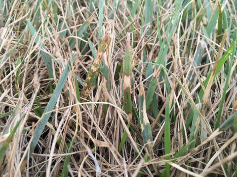 Tan lesions on tall fescue leaves due to brown patch.