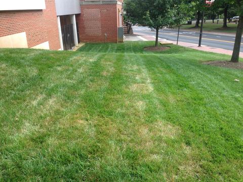 Symptoms of brown patch in a tall fescue lawn which include circular areas of brown turf.