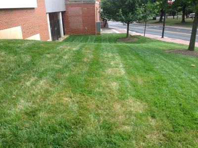 Symptoms of brown patch in a tall fescue lawn which include circular areas of brown turf.