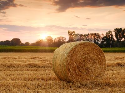 Round bale in hay field with evening sun setting.